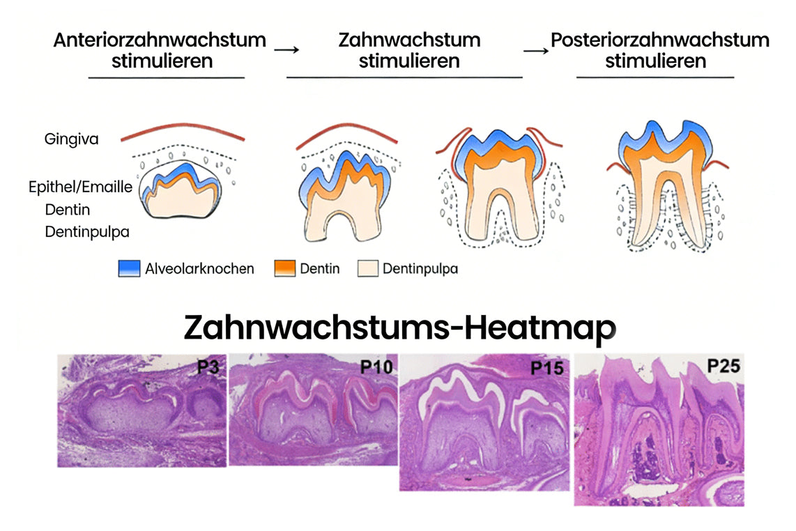 LBMLBM™ NanoHAP Zahnschutz-Serum
