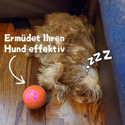 🐱 & Hunde 🐶✨2026 Neuerscheinung – 50 % Rabatt – Springball für Katzen